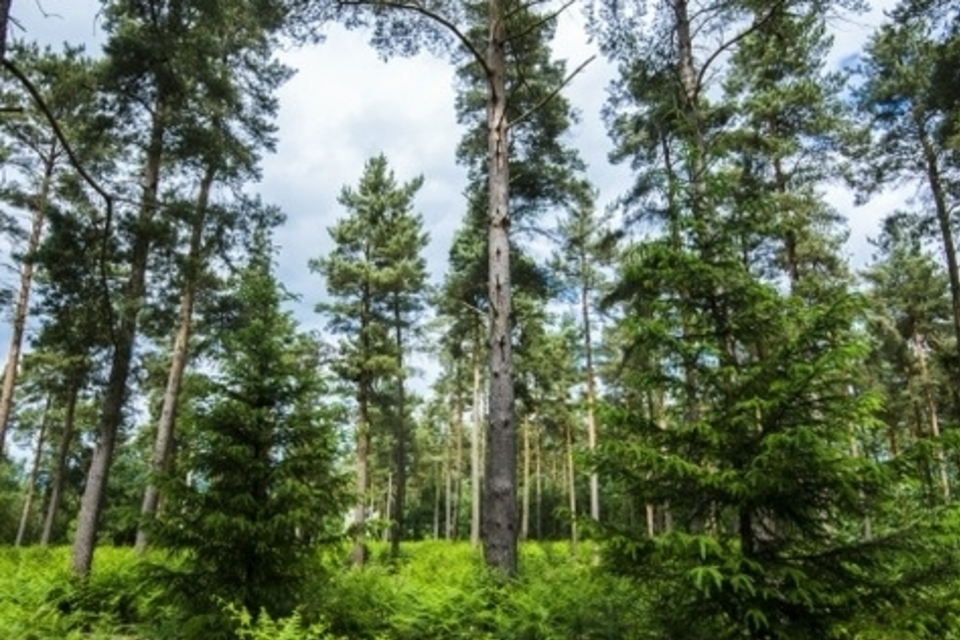 Imagem relacionada à notícia: Nomeações feitas ao Conselho da Comissão Forestal