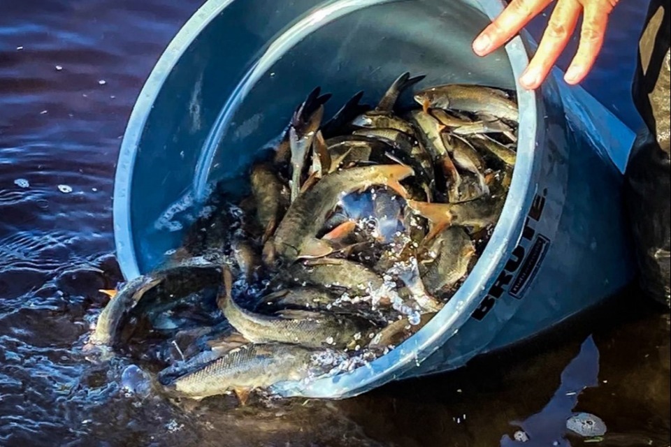 Imagem relacionada à notícia: Parcerias EA drive £22.5 m renda de licença para melhorar a pesca e promover a pesca