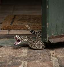 Manter o quintal limpo e instalar telas de proteção são medidas essenciais para garantir a segurança da família contra répteis. Foto: Imagem gerada por IA / Catraca Livre