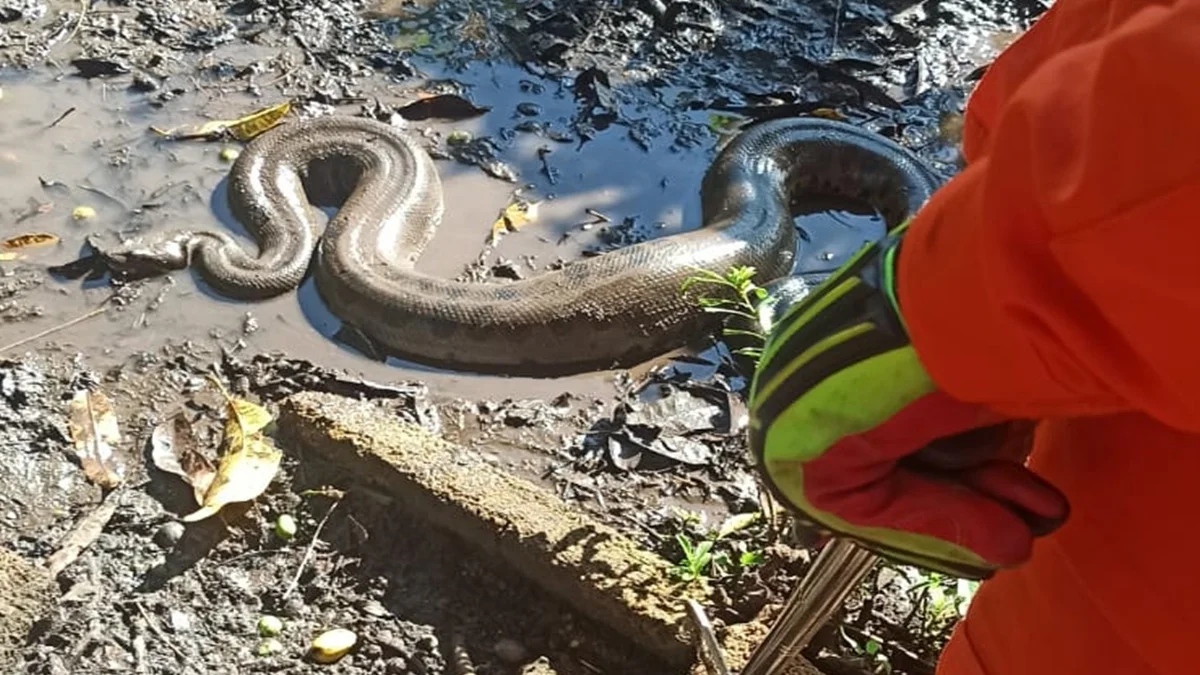 Bombeiros resgatam sucuri de 3,5 metros encontrada em quintal de casa