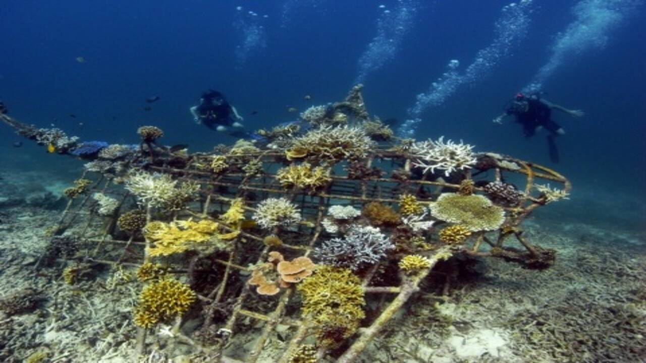 Em 2000, uma aldeia indonésia construiu estruturas de recifes a partir de bicicletas descartadas e sucata metálica; o coral cultivado com o método Biorock crescia três a cinco vezes mais rápido.