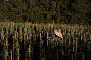 La discrecionalidad de los 55 comisionados agrícolas provocó variaciones en los montos de las multas aplicadas por una misma falta en distintos condados (REUTERS/Pilar Olivares)
