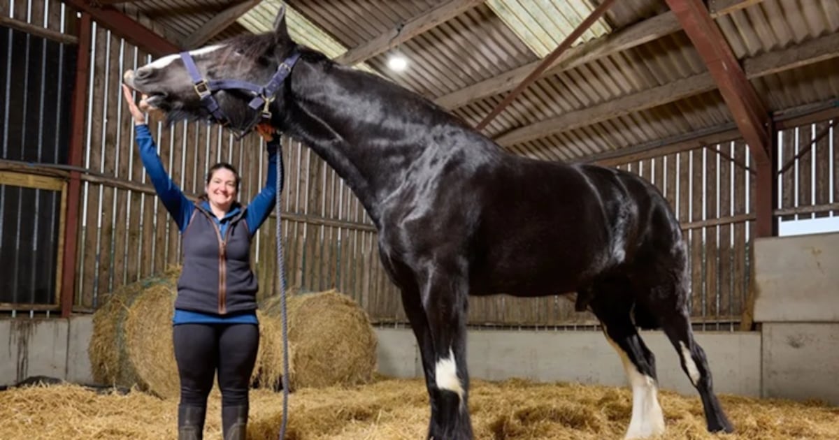 Cavalo de quase 2 metros entra para o livro dos recordes como o mais alto do mundo