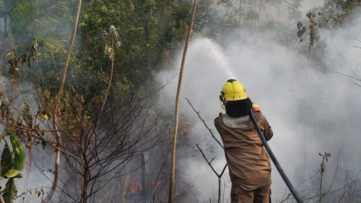 Moradores do AM recebem alerta de incêndio do governo pelo WhatsApp