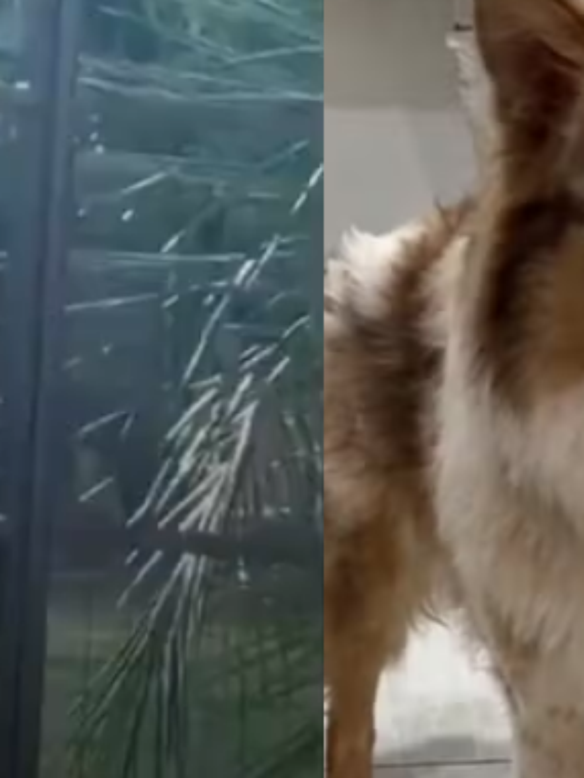 Dona de hotel para pets é filmada agredindo cão e caso vai ao Ministério Público