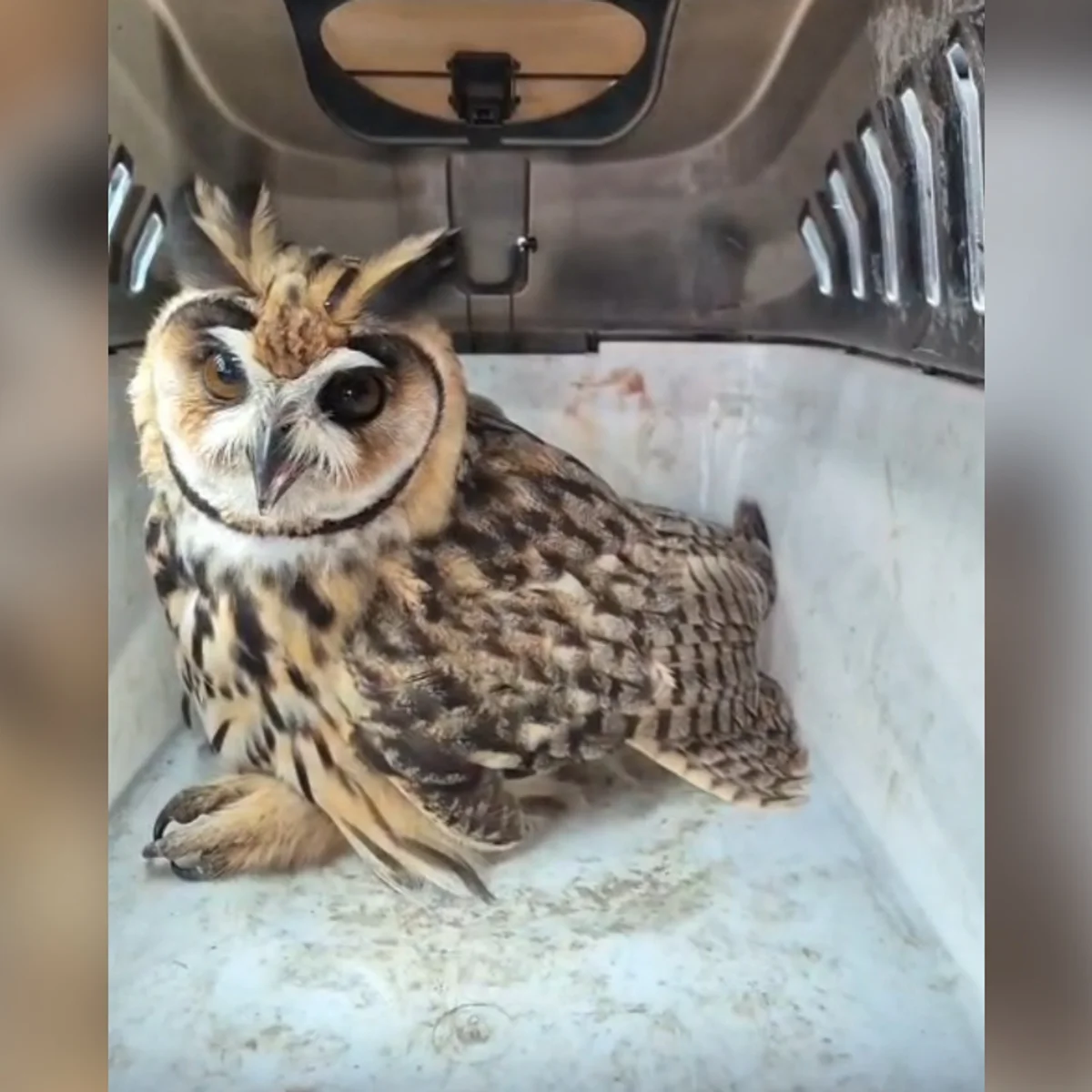 Coruja-orelhuda ferida na asa direita é resgatada em Formiga (MG)