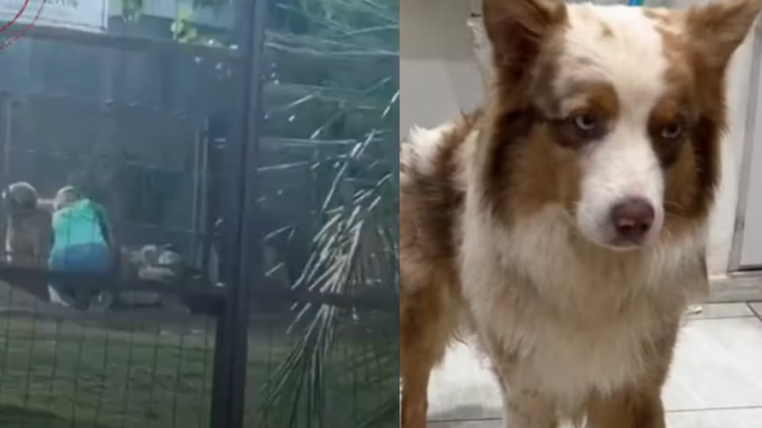 Proprietária de um hotel para pets em Bonito (MS) foi filmada atingindo várias vezes um pastor-australiano