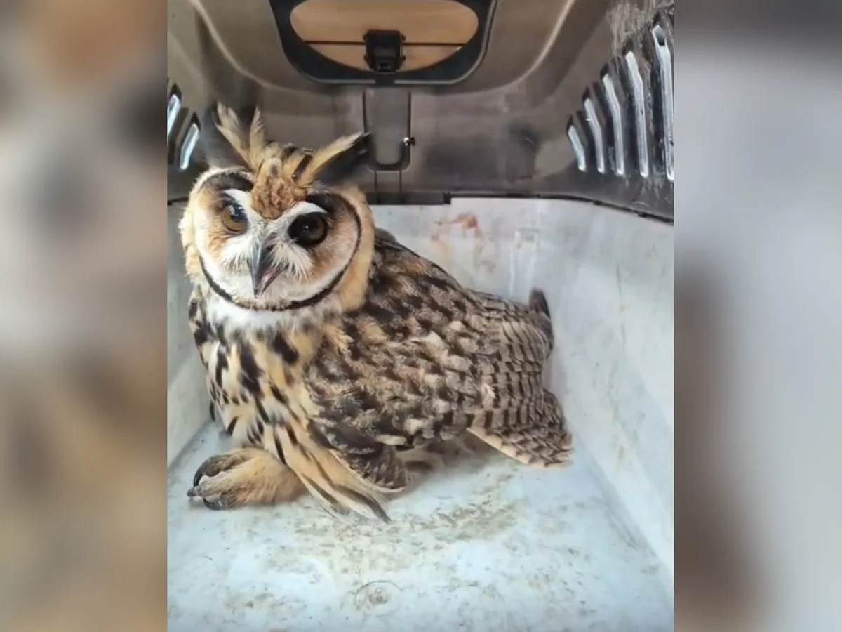 Coruja-orelhuda ferida na asa direita é resgatada em Formiga (MG)