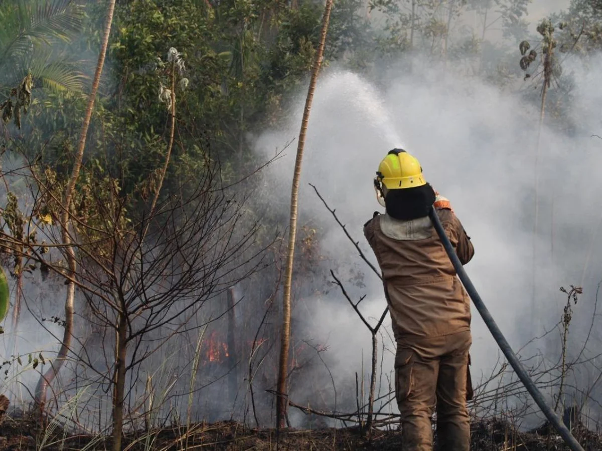Moradores do AM recebem alerta de incêndio do governo pelo WhatsApp