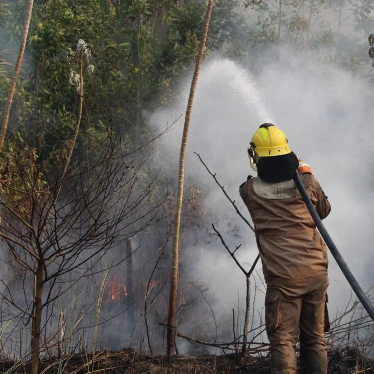 Moradores do AM recebem alerta de incêndio do governo pelo WhatsApp