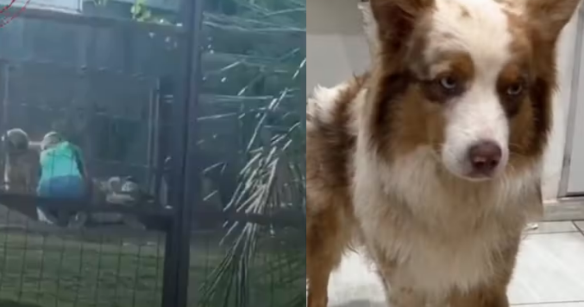 Dona de hotel para pets é filmada agredindo cão e caso vai ao Ministério Público