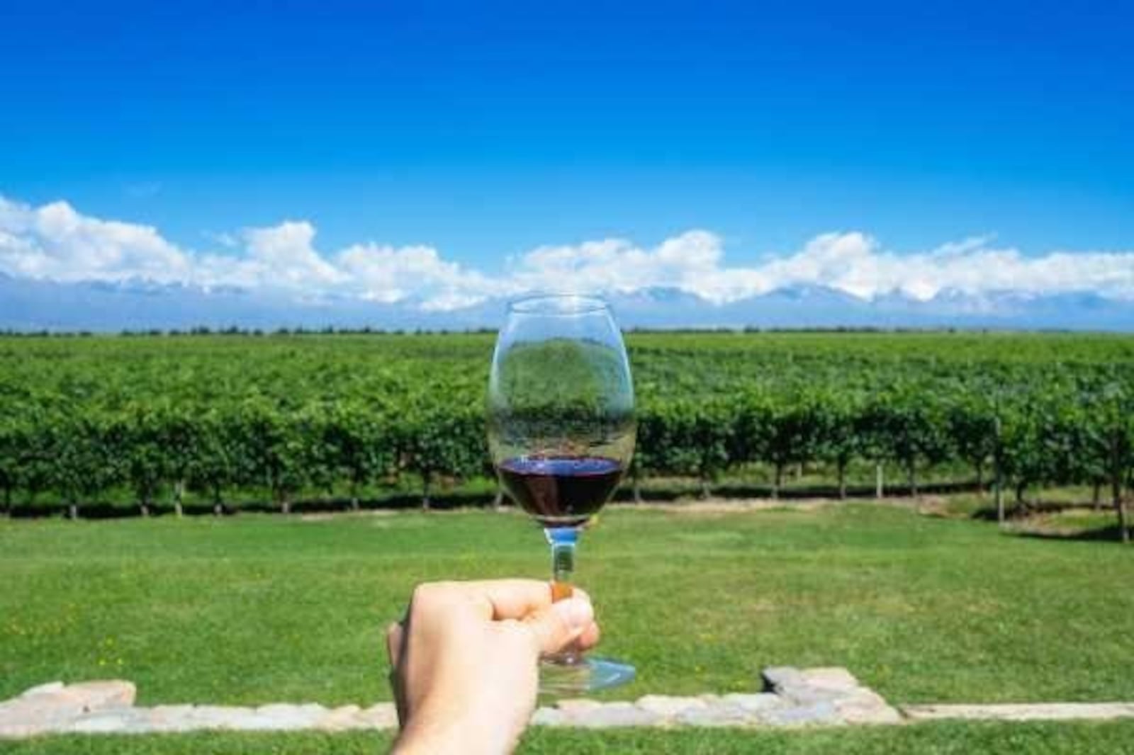 Rota do vinho é uma das opções de viagem Divulgação Schultz